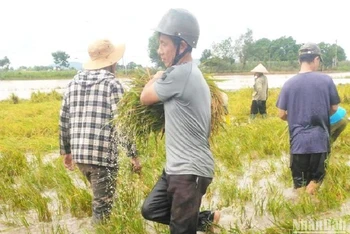 Người dân huyện Ea Súp gặt lúa chạy lũ để giảm thiệt hại. 