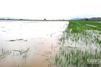 Mưa lũ khiến hàng trăm ha lúa trên địa bàn huyện Lắk bị ngập lụt.