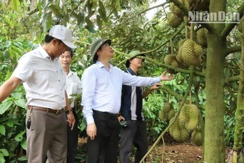 Bí thư Huyện ủy Krông Pắc Trần Hồng Tiến thăm vườn sầu riêng của nông dân xã Ea Yông.