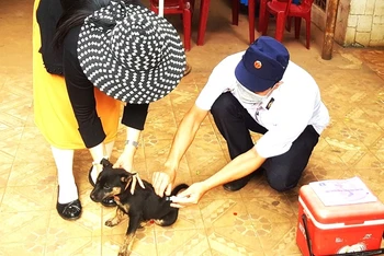 Tiêm phòng cho đàn chó góp phần ngăn chặn bệnh dại lây lan trong cộng đồng. 