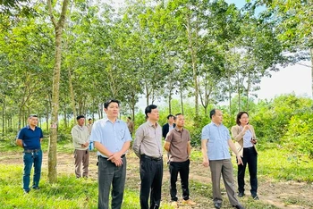 Lãnh đạo huyện Krông Pắc kiểm tra, giám sát các đơn vị thi công giải phóng mặt bằng thông tuyến cao tốc Khánh Hòa-Buôn Ma Thuột đoạn qua địa bàn huyện.