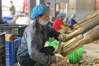 Quỹ tín dụng giúp nhiều đơn vị, hợp tác xã mở rộng sản xuất, tạo việc làm cho người lao động có thu nhập vươn lên thoát nghèo.