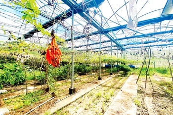 Nhà màng, nhà lưới thuộc Dự án đầu tư xây dựng mô hình thực nghiệm sản xuất rau an toàn theo phương pháp thủy canh trên 1.000m2, ngân sách 1,5 tỷ đồng, bị hư hỏng, bỏ hoang sau thời gian ngắn hoạt động.