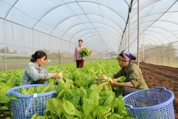 Nông dân Hợp tác xã rau quả sạch Chúc Sơn, huyện Chương Mỹ, thành phố Hà Nội thu hoạch rau. (Ảnh TRẦN HẢI)