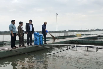 Mô hình nuôi cá lồng tại tỉnh Bắc Ninh.