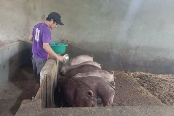 Nuôi lợn sử dụng đệm lót sinh học giúp giảm ô nhiễm môi trường chăn nuôi.