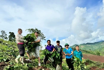 Các thành viên Tổ Dân vận bản Mốc 4, xã Nậm Tin đang giúp đồng bào trồng cây quế để phát triển kinh tế.