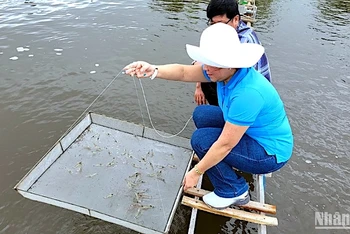 Cà Mau ứng dụng công nghệ mới tuần hoàn nước khép kín vào nuôi tôm thẻ siêu thâm canh.