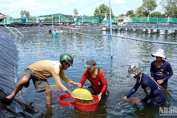 Nông dân Cà Mau thu hoạch tôm nuôi theo hình thức siêu thâm canh năng suất cao.