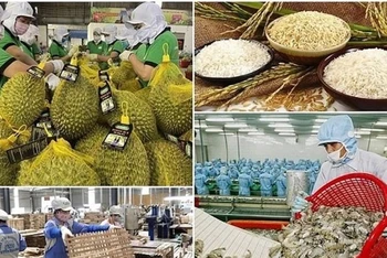 Nhiều doanh nghiệp còn e ngại vì khó tiếp cận với thị trường EU.