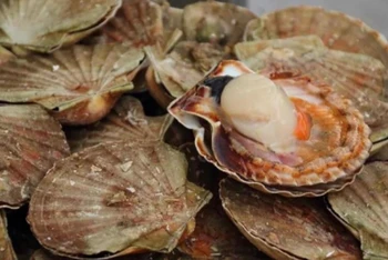 Trung Quốc hiện nhập khẩu nhiều nhất các loại ốc hương, nghêu và điệp.