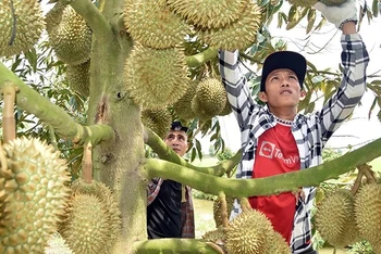 Thương lái tuyển lựa sầu riêng tại vườn của bà Nguyễn Thị Hoa, xã Mỹ Thành Bắc, huyện Cai Lậy, tỉnh Tiền Giang để xuất khẩu. (Ảnh: nhandan.vn)
