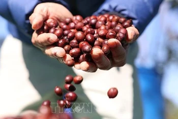 Cà-phê đặc sản của trang trại Aeroco Coffee, thành phố Buôn Ma Thuật, tỉnh Đắk Lắk. (Ảnh: Tuấn Anh-TTXVN)
