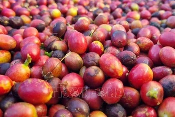 Thu hoạch cà-phê chín sẽ cho trọng lượng và giá bán cao hơn từ 20-50% so với cà-phê xanh. (Ảnh: TTXVN)