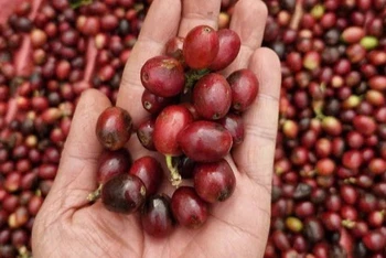 Thu hoạch cà-phê chín tại huyện Kon Plông, tỉnh Kon Tum. (Ảnh: Dư Toán-TTXVN)