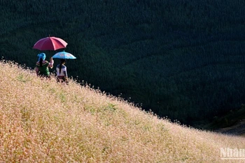 Cánh đồng tam giác mạch ở Hà Giang. (Ảnh: VŨ LINH)