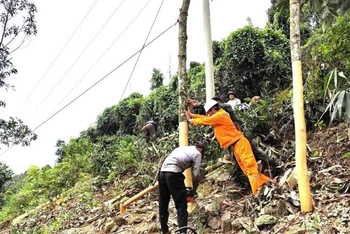 Những cây quế cao ngoài hành lang lưới điện được công nhân Điện lực Bảo Thắng chằng néo cẩn thận để phòng ngừa đổ vào đường dây.