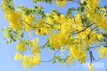 Mùa hoa hoàng yến. (Ảnh: THẾ DƯƠNG)
