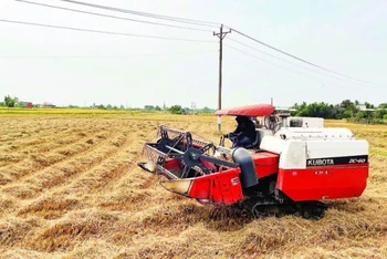 Máy gặt đập liên hợp có thể tiếp cận cánh đồng lúa để thu hoạch.