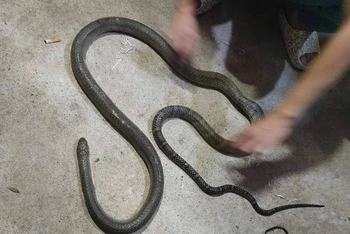 Con rắn hổ mang chúa cắn nạn nhân tử vong.