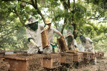 Trang trại nuôi ong đạt chuẩn của Honeco.