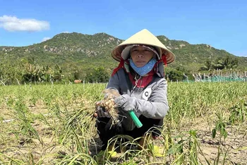 Chị Nguyễn Thị Ngân, thôn Thái An, xã Vĩnh Hải, huyện Ninh Hải, tỉnh Ninh Thuận chua xót trước cảnh khi thu hoạch củ tỏi quá nhỏ, thương lái không thu mua, phải nhổ bỏ.