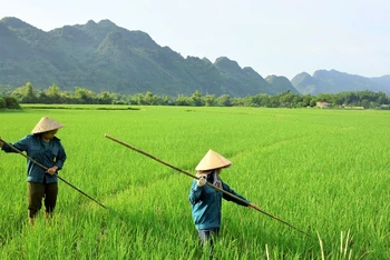 Lao động nữ khu vực nông thôn đang phải đối mặt với nhiều khó khăn trong canh tác nông nghiệp.