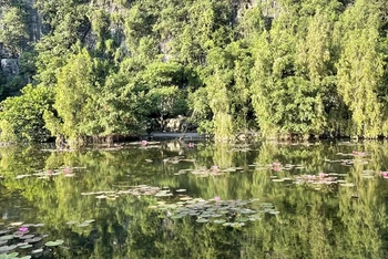 Ao hoa súng tại Hoa Lư, Ninh Bình.