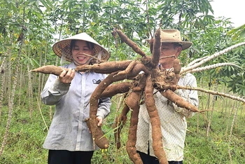 Nông dân huyện Bố Trạch, tỉnh Quảng Bình thu hoạch sắn.