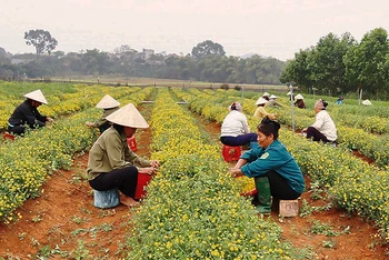 Nhờ ổn định tình hình và từng bước chuyển đổi hiệu quả cơ cấu cây trồng, xã Vật Lại (huyện Ba Vì) đã hoàn thành mục tiêu nông thôn mới.