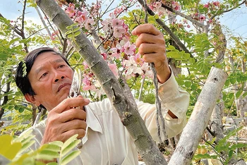 Ông Dương Văn Quế chăm sóc những cây muồng anh đào đột biến đang cho hoa để chuẩn bị phục vụ du khách.