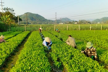Sản xuất giống cây lâm nghiệp chất lượng cao tại huyện Phú Lương, tỉnh Thái Nguyên. (Ảnh: Văn Hùng)