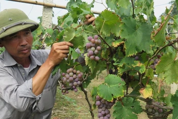 Người dân thôn Nà Chuông, Mai Pha (thành phố Lạng Sơn) ứng dụng khoa học kỹ thuật chăm sóc cây nho Tảo hồng cho năng suất cao.