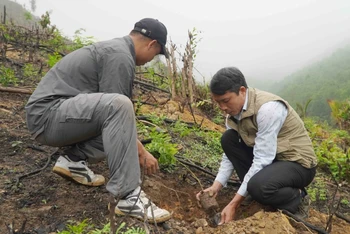 Tham gia trồng cây phủ xanh rừng.