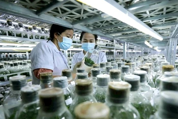 Nhiều viện nghiên cứu đang thiếu hụt nguồn nhân lực kế cận tài năng. (Ảnh: VŨ SINH/Báo Nhân Dân)