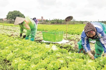 Thành viên Hợp tác xã Dịch vụ nông nghiệp tổng hợp xã Yên Phú, huyện Yên Mỹ (Hưng Yên) thu hoạch rau an toàn. (Ảnh: BẢO HÂN)