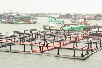 Mô hình nuôi cá trên biển bằng lồng nhựa HDPE.