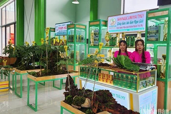 Hơn 50 gian hàng trưng bày, giới thiệu sản phẩm tại Phiên chợ sâm Ngọc Linh.