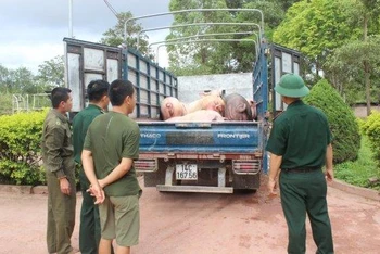 Ảnh minh họa: Tang vật 1.200kg lợn thương phẩm nhập lậu bị Đồn Biên phòng Bắc Sơn bắt giữ. (Nguồn: Báo Biên phòng)