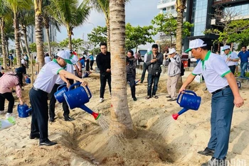 Thành phố Đà Nẵng ra quân trồng thêm nhiều cây dừa dọc bãi biển, sáng ngày 24/2. Ảnh: ANH ĐÀO