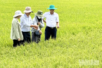 Ngành nông nghiệp Sóc Trăng tích cực hỗ trợ nông dân ứng phó xâm nhập mặn.