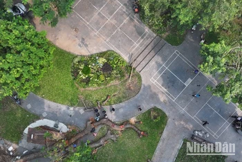 Công viên Cổ Tân nơi cây xà cừ đổ.