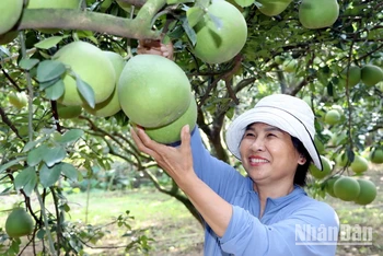 Nông dân chăm chút cho lứa bưởi để chuẩn bị bán Tết.