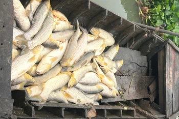 Cá bè chết bất thường trên sông Đồng Nai, đoạn thuộc khu phố Thái Hòa, phường Long Bình Tân, thành phố Biên Hòa.
