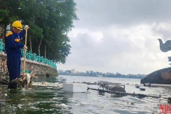 Trước tình trạng cá chết diễn ra trong vài ngày qua, Xí nghiệp 1, Công ty TNHH MTV Thoát nước Hà Nội đã tăng cường công nhân để dọn dẹp sạch mặt hồ.
