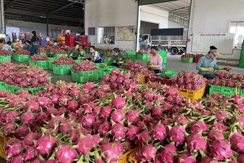 Thanh long giảm phát thải bán được giá cao, xuất khẩu qua nhiều thị trường khó tính.