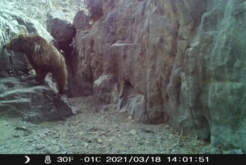 Hình ảnh được chụp bởi camera hồng ngoại vào ngày 18/3/2021cho thấy một con gấu Gobi ở thị trấn Xiamaya, huyện Yiwu, Khu tự trị Duy Ngô Nhĩ Tân Cương, tây bắc Trung Quốc. (Ảnh: Tân Hoa Xã)