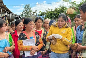 Người lao động bản Hua Huổi Luông học kỹ thuật phát hiện bệnh trên con gà.