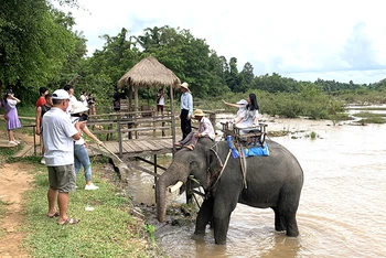 Từ ngày 10/2/2023 sẽ dừng hoạt động cưỡi voi tại Trung tâm Du lịch Cầu treo Buôn Đôn.
