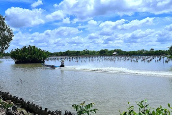 Một khu vực thuộc đầm Thị Tường ở Cà Mau.